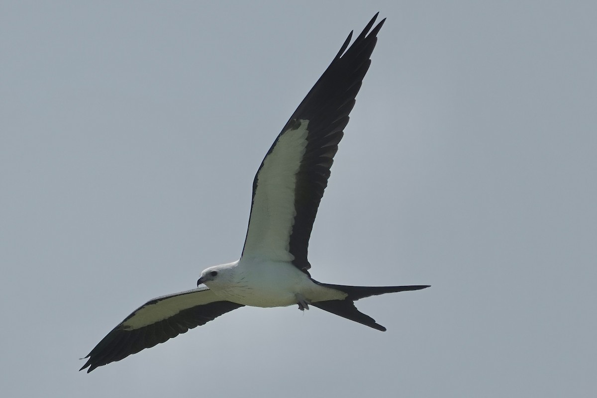 Swallow-tailed Kite - ML621576938