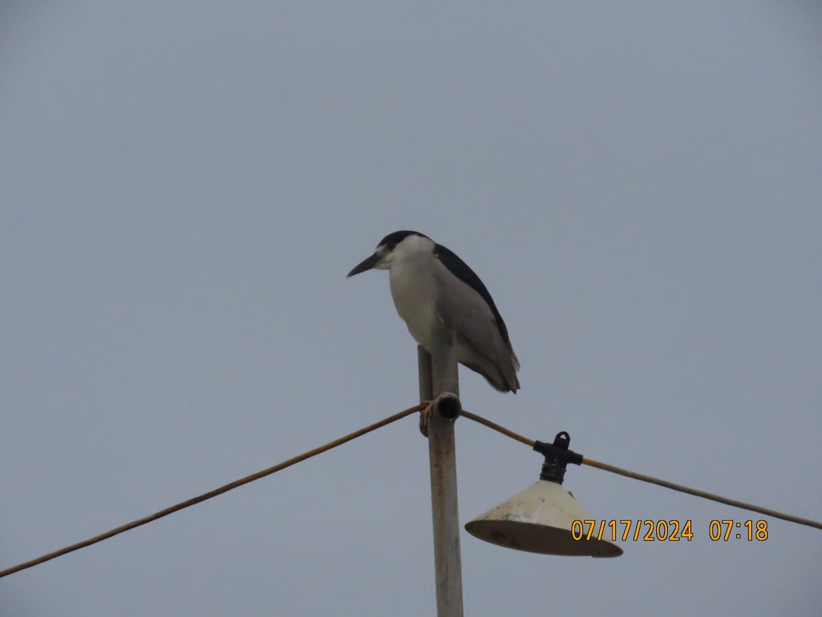 Black-crowned Night Heron - ML621577062