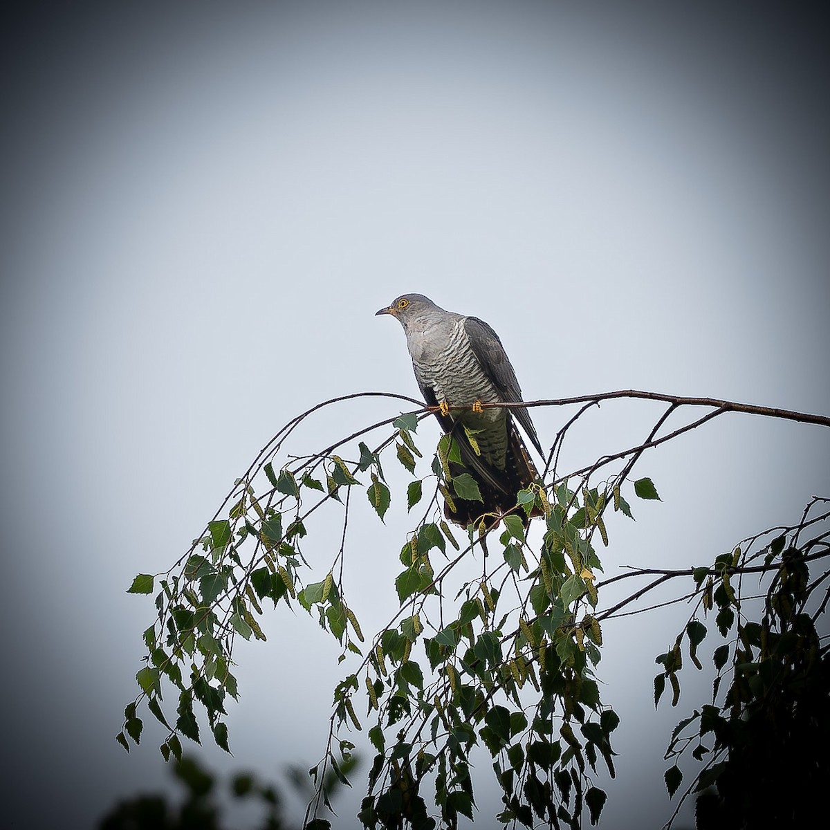 Common Cuckoo - ML621577082