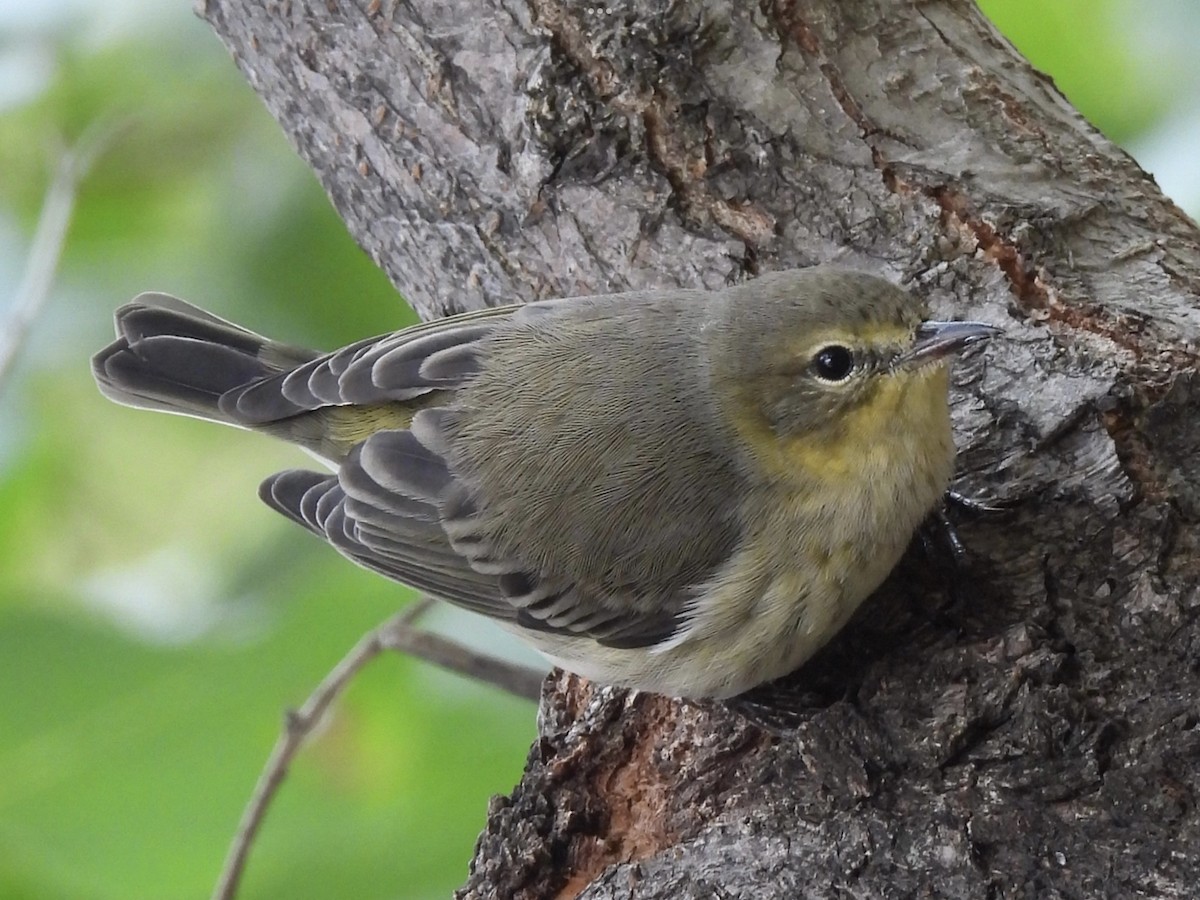Cape May Warbler - ML621577090