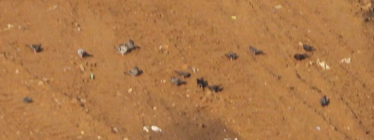 Rock Pigeon (Feral Pigeon) - ML621577101