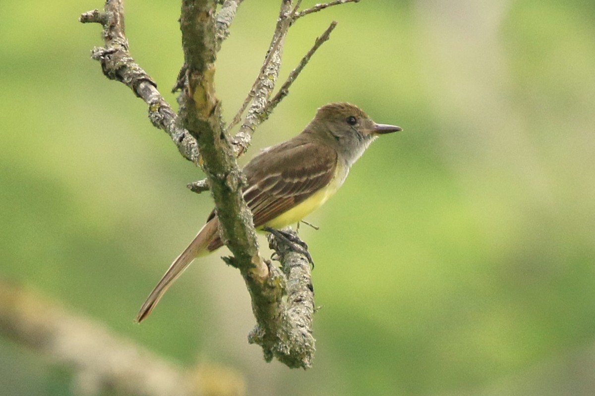 Great Crested Flycatcher - ML621577110