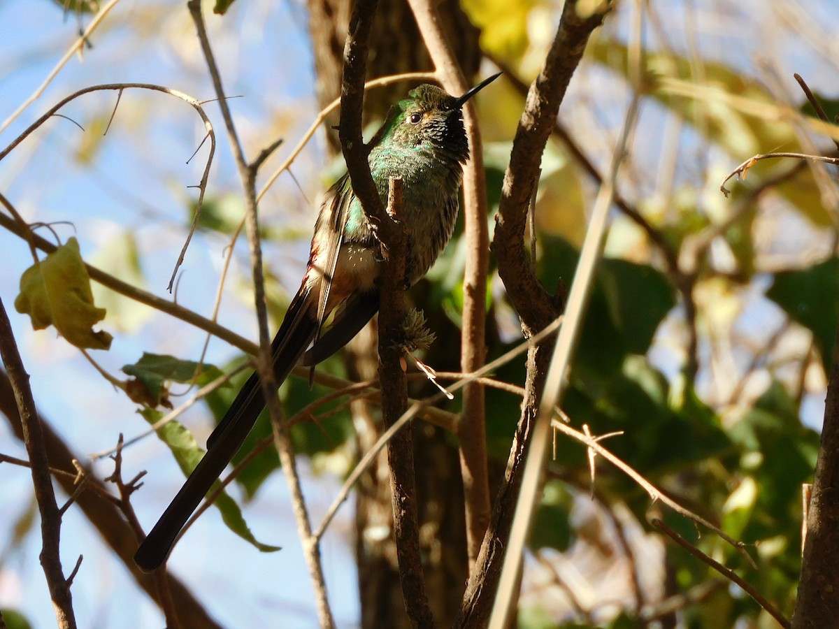 Red-tailed Comet - ML621577276