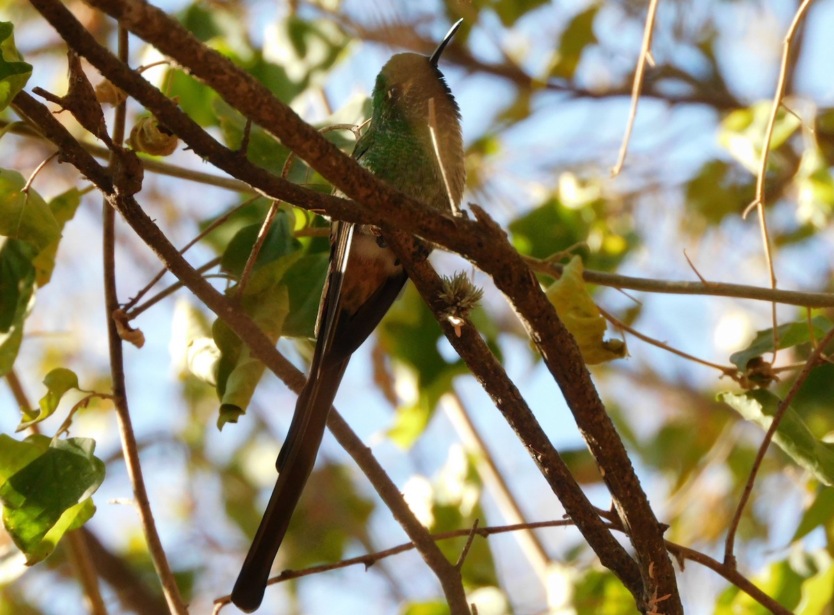 Red-tailed Comet - ML621577281