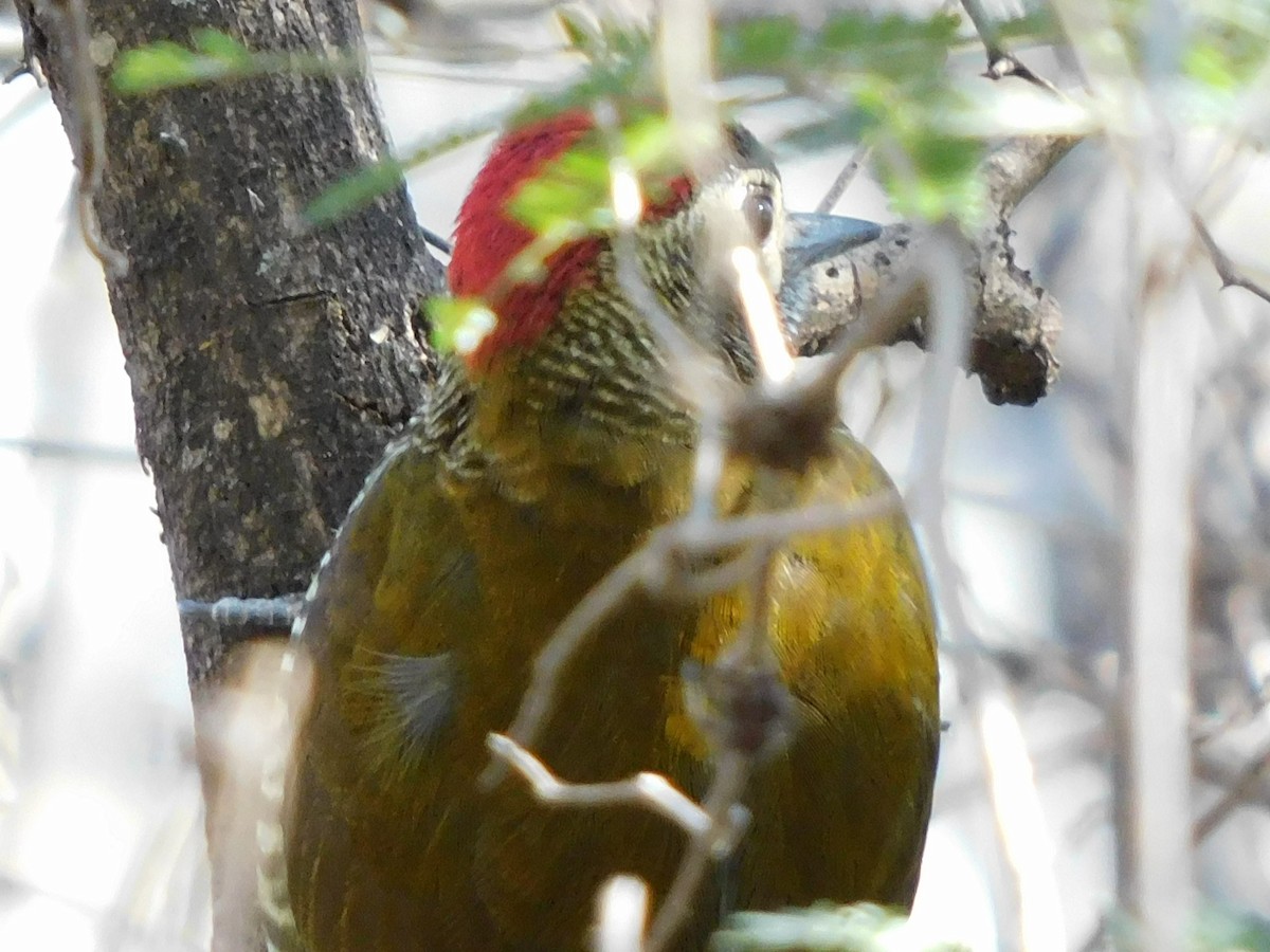 Golden-olive Woodpecker - ML621577294