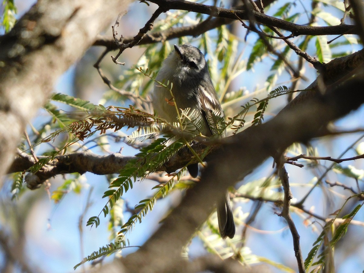 White-crested Tyrannulet - ML621577295