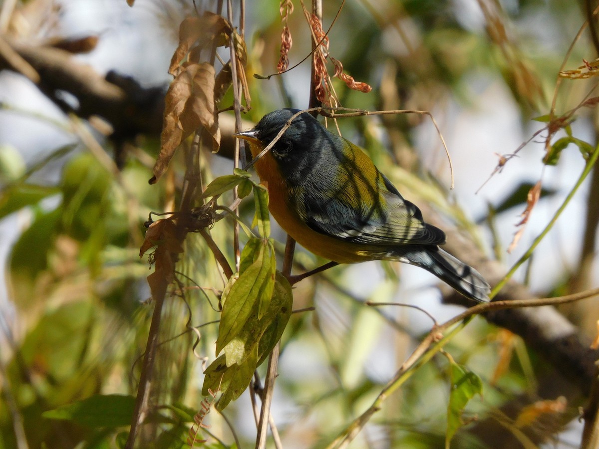 Tropical Parula - ML621577300