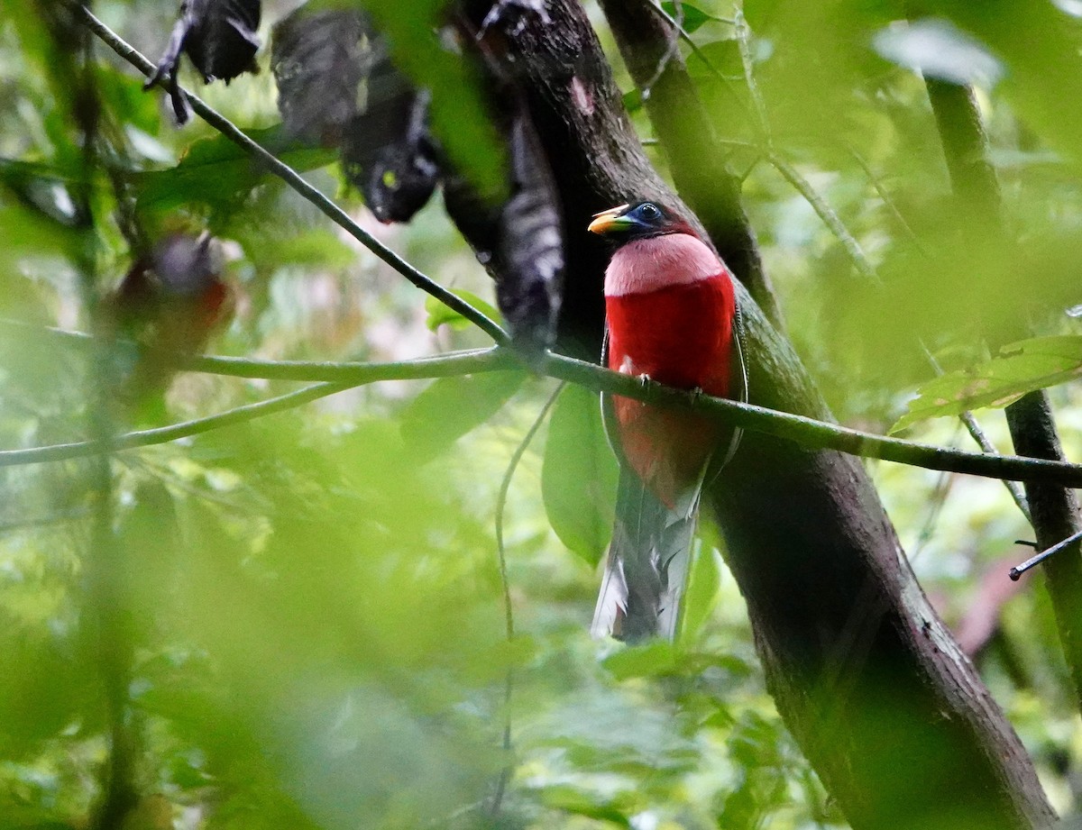 Philippine Trogon - ML621577301