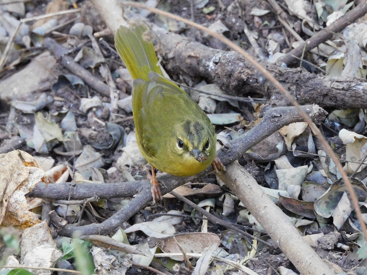 Paruline rubanée - ML621577308