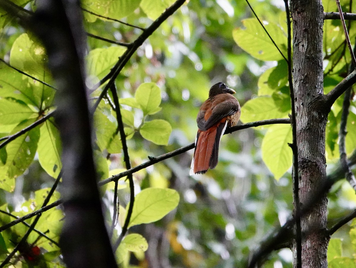 Philippine Trogon - ML621577314