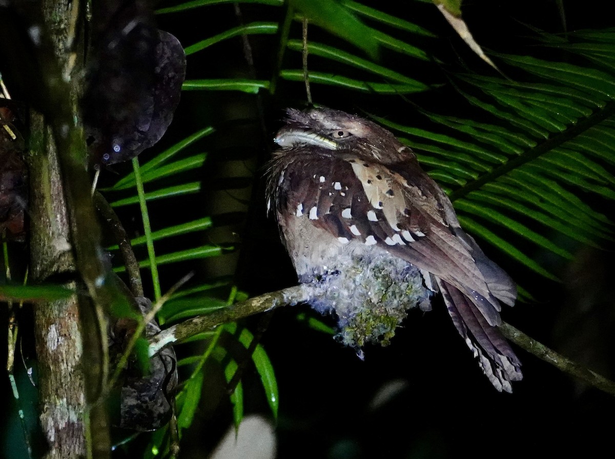 Philippine Frogmouth - ML621577327