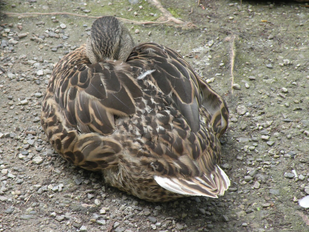 Mallard - Anne Longmore