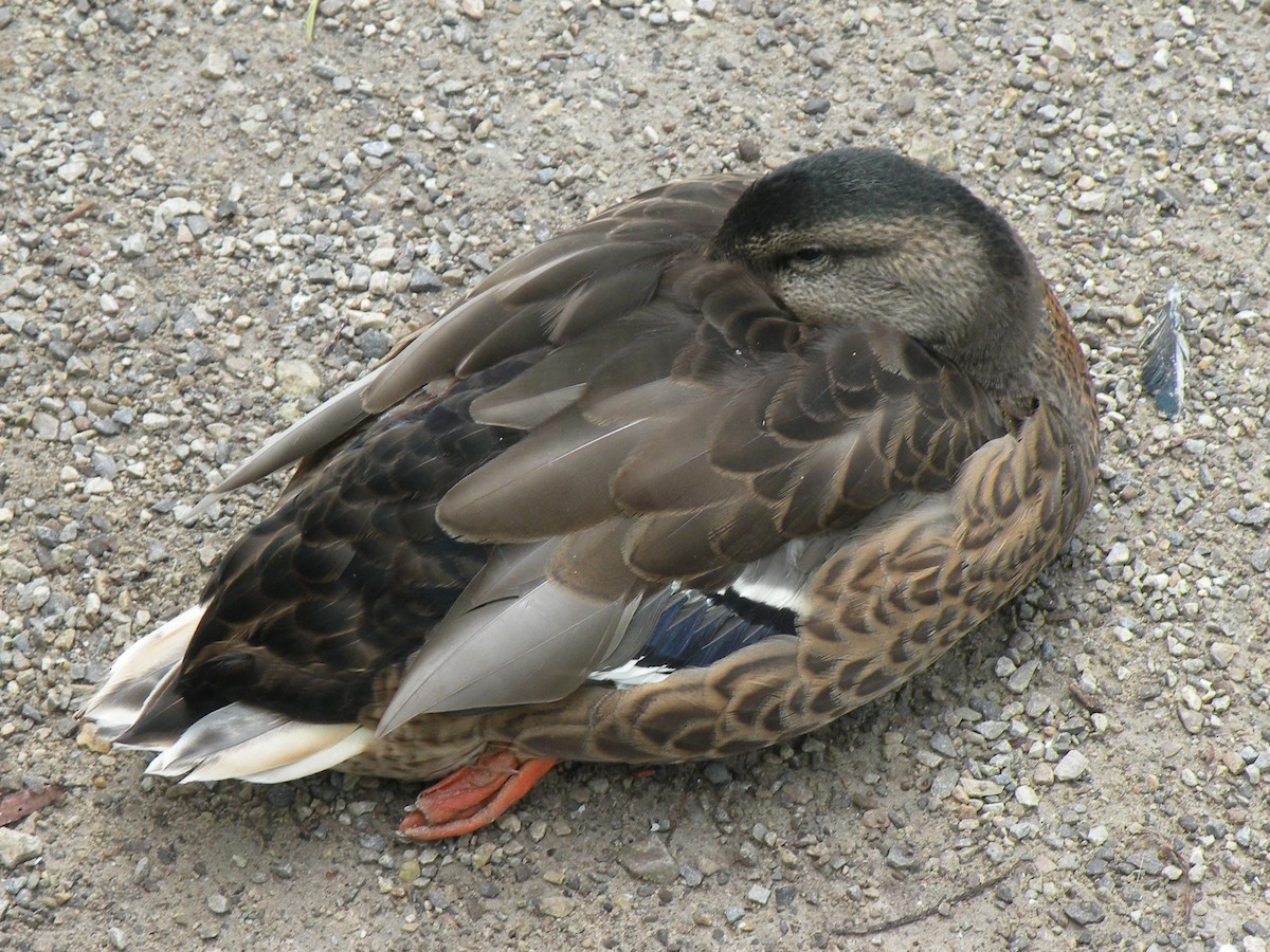 Mallard - ML621577329