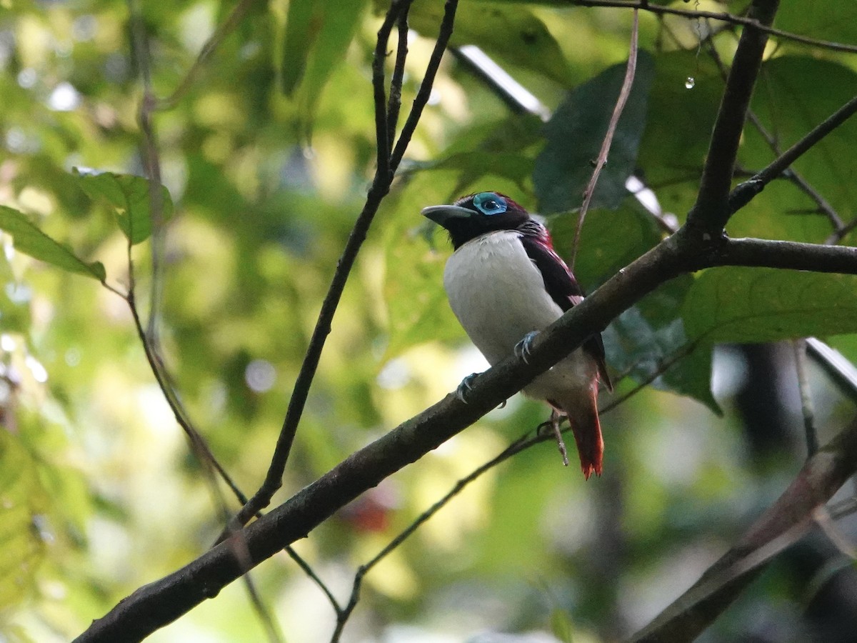 Visayan Broadbill - ML621577353