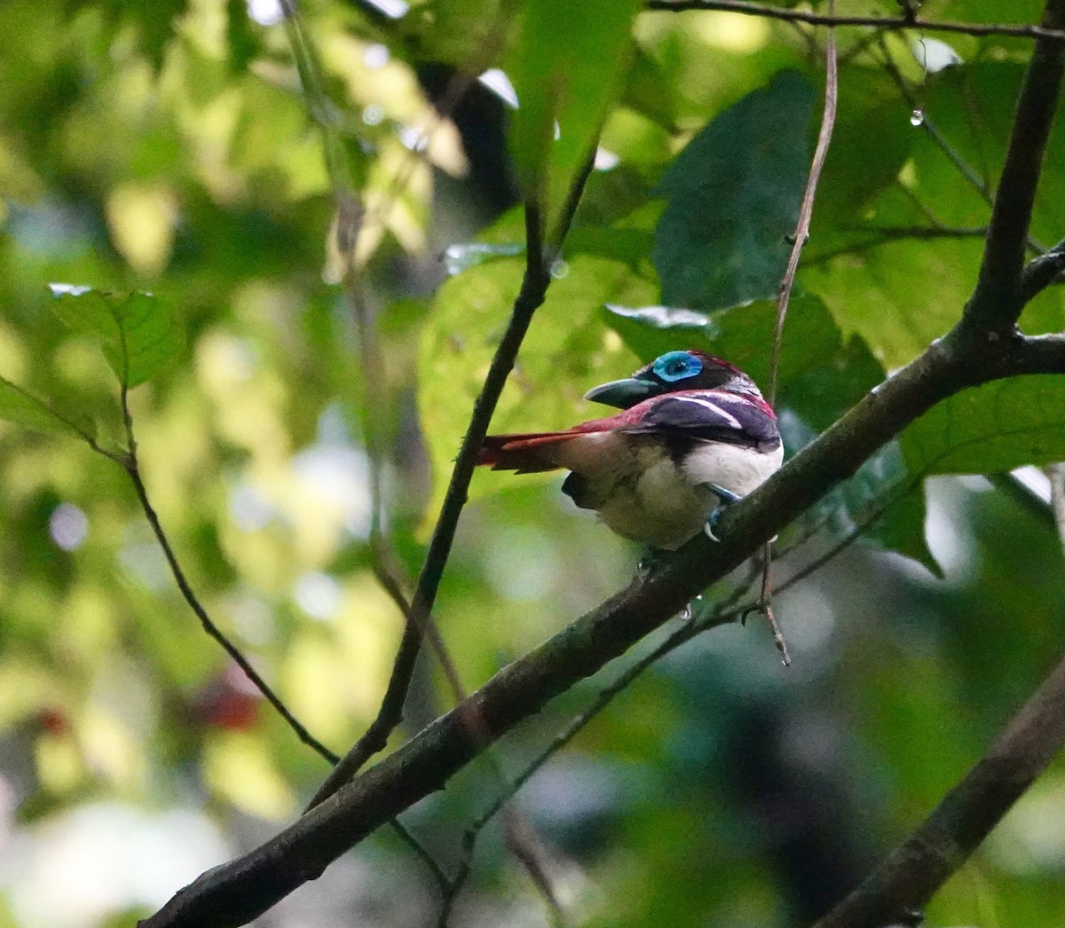 Visayan Broadbill - ML621577354