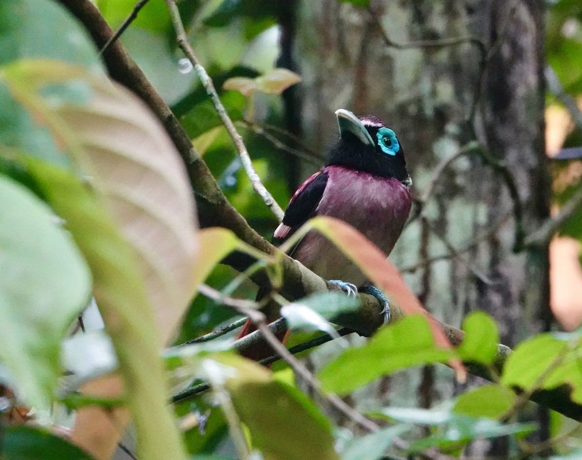 Visayan Broadbill - ML621577355