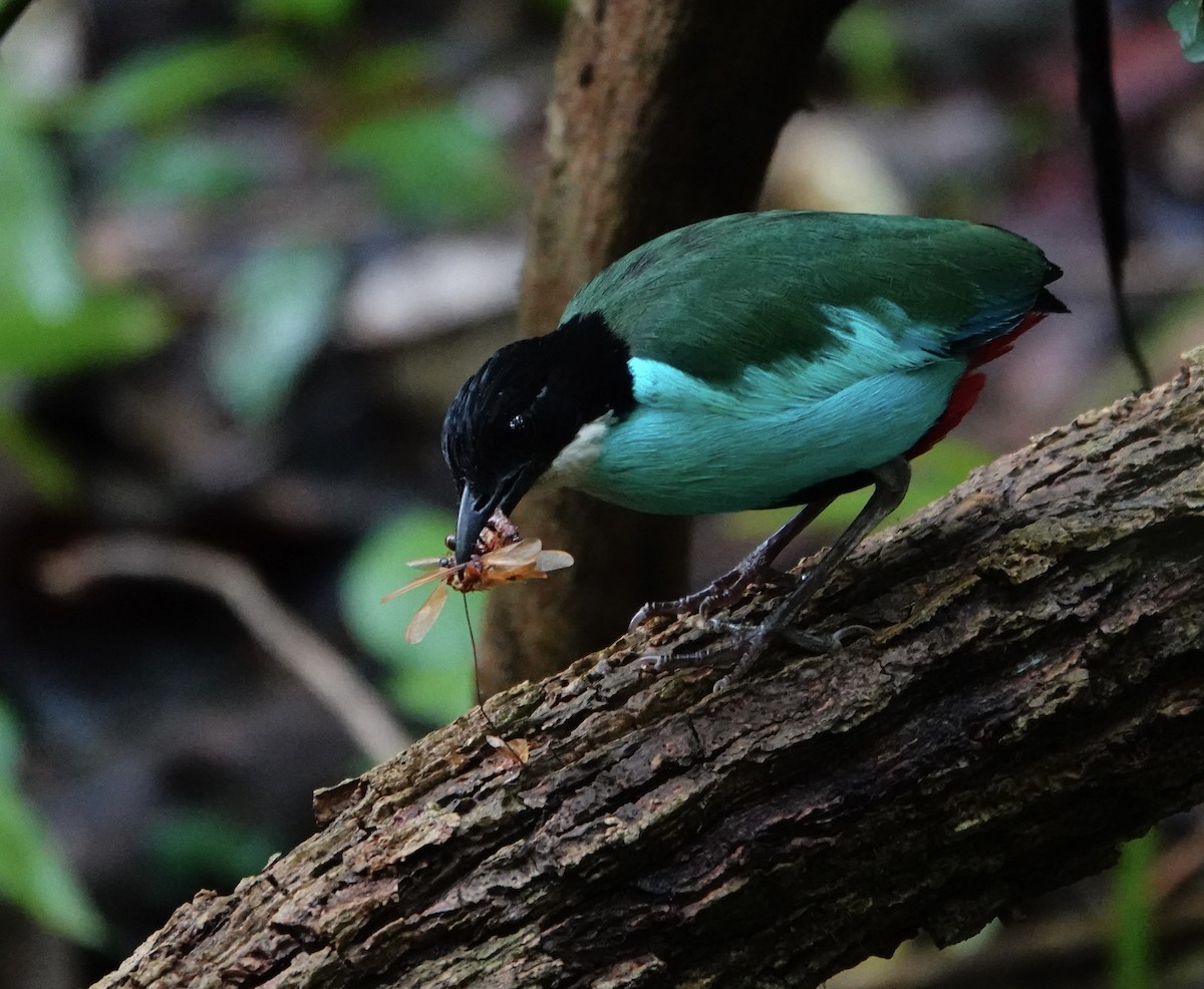 Azure-breasted Pitta - ML621577388