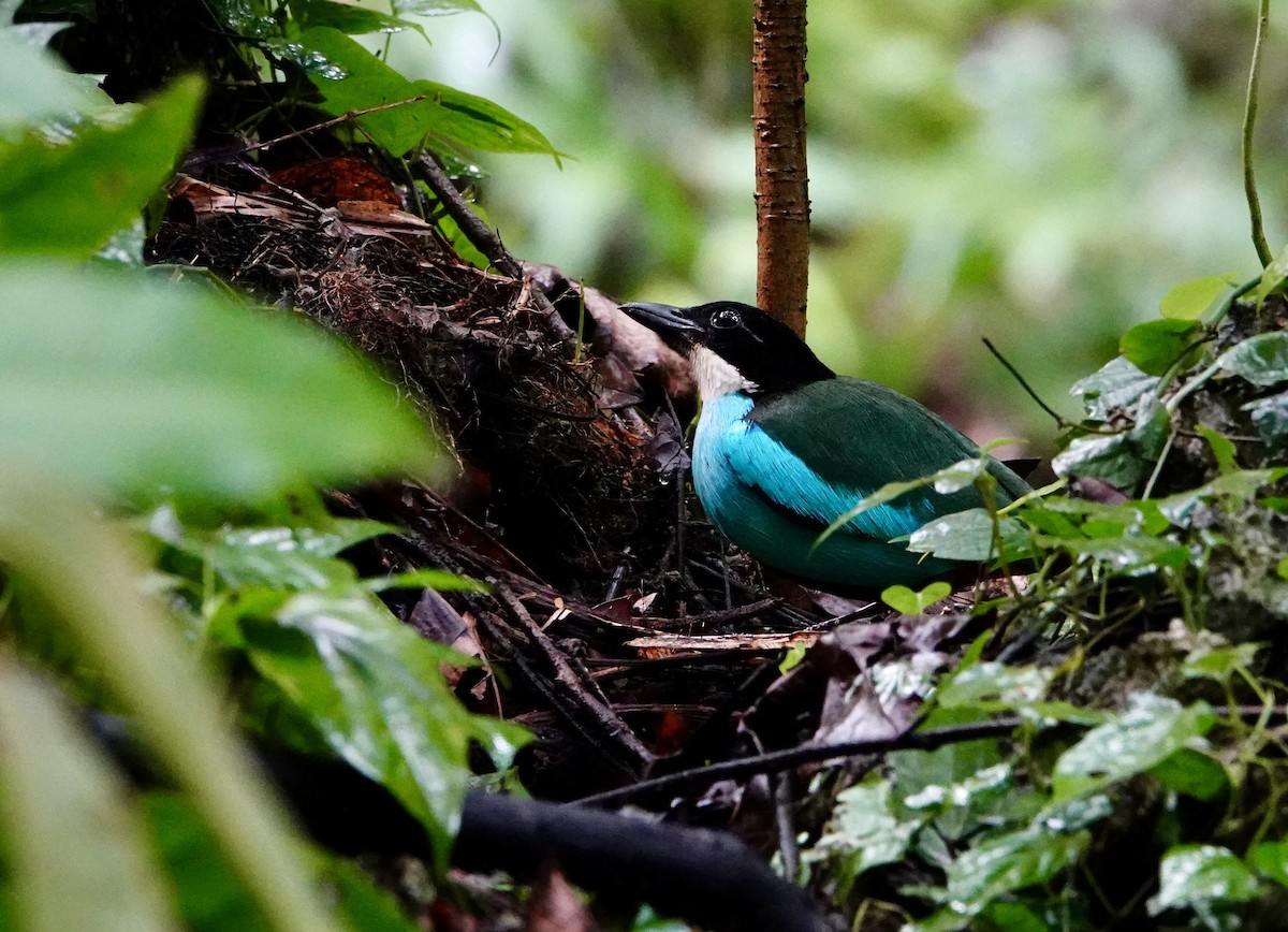 Azure-breasted Pitta - ML621577390