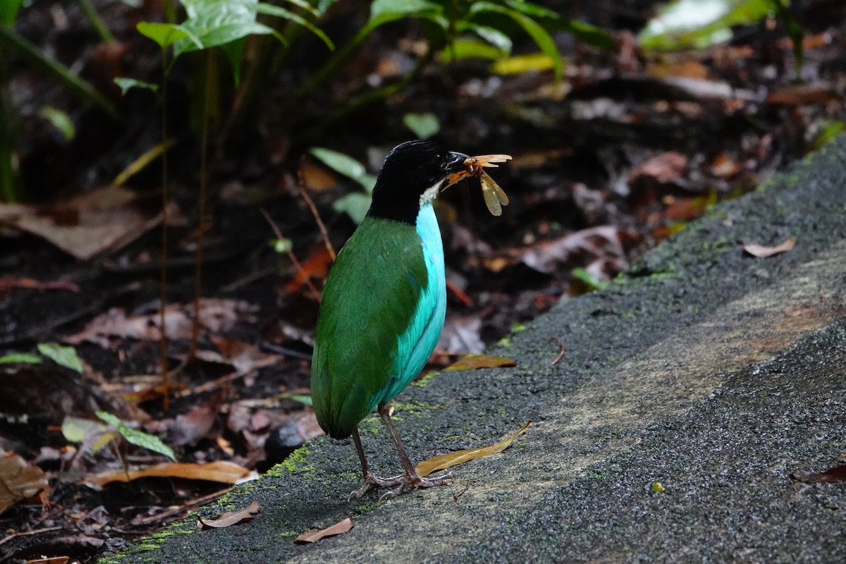 Azure-breasted Pitta - ML621577391