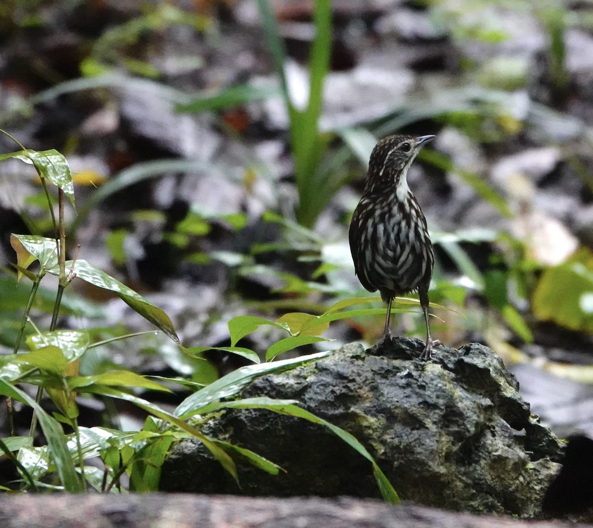 Striated Wren-Babbler - ML621577422