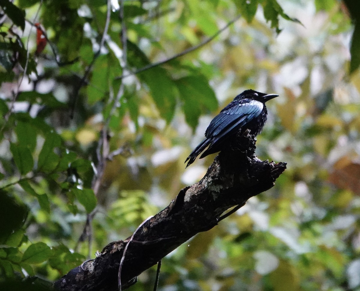 Short-tailed Drongo - ML621577459