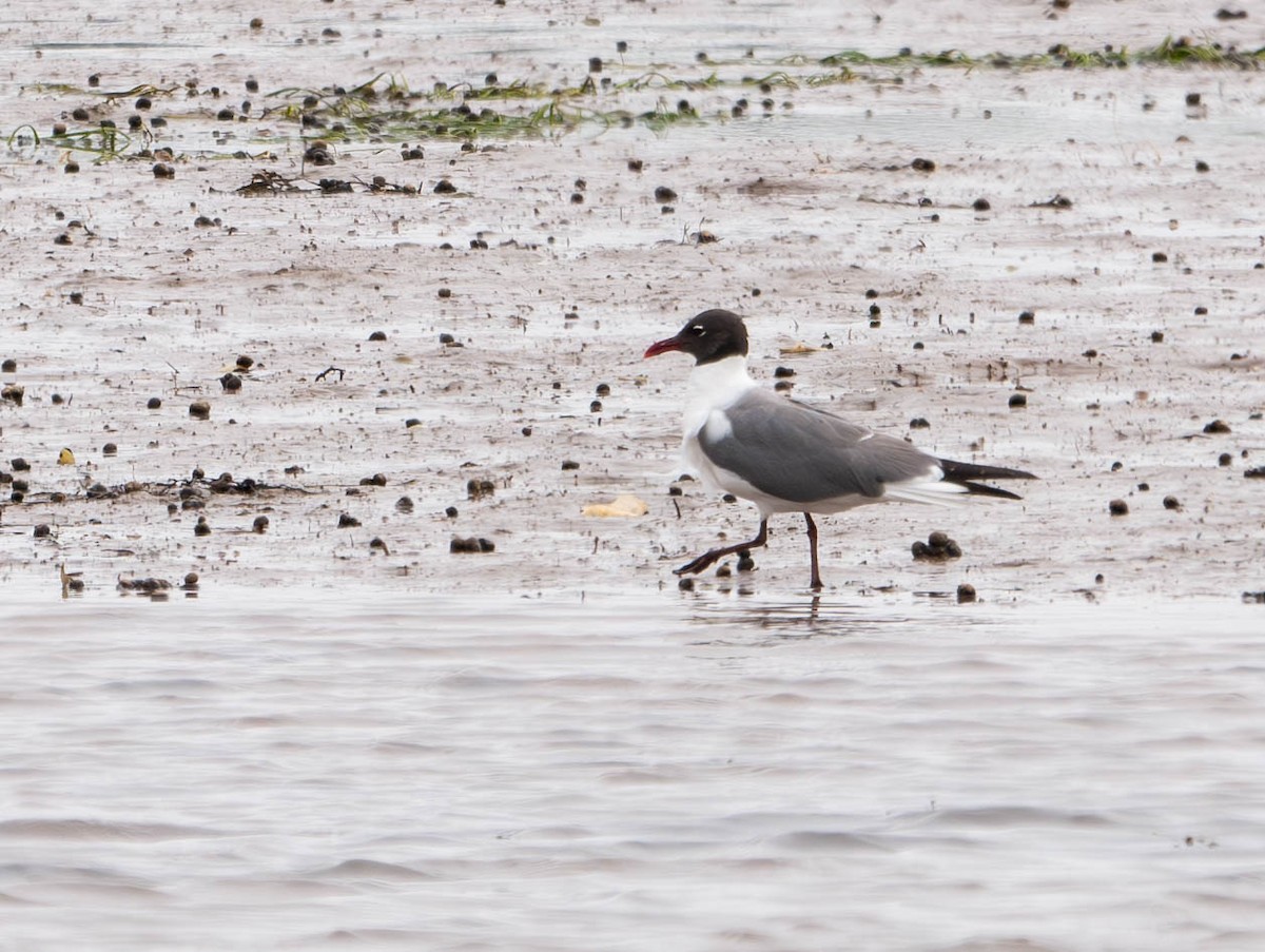 Laughing Gull - ML621577477
