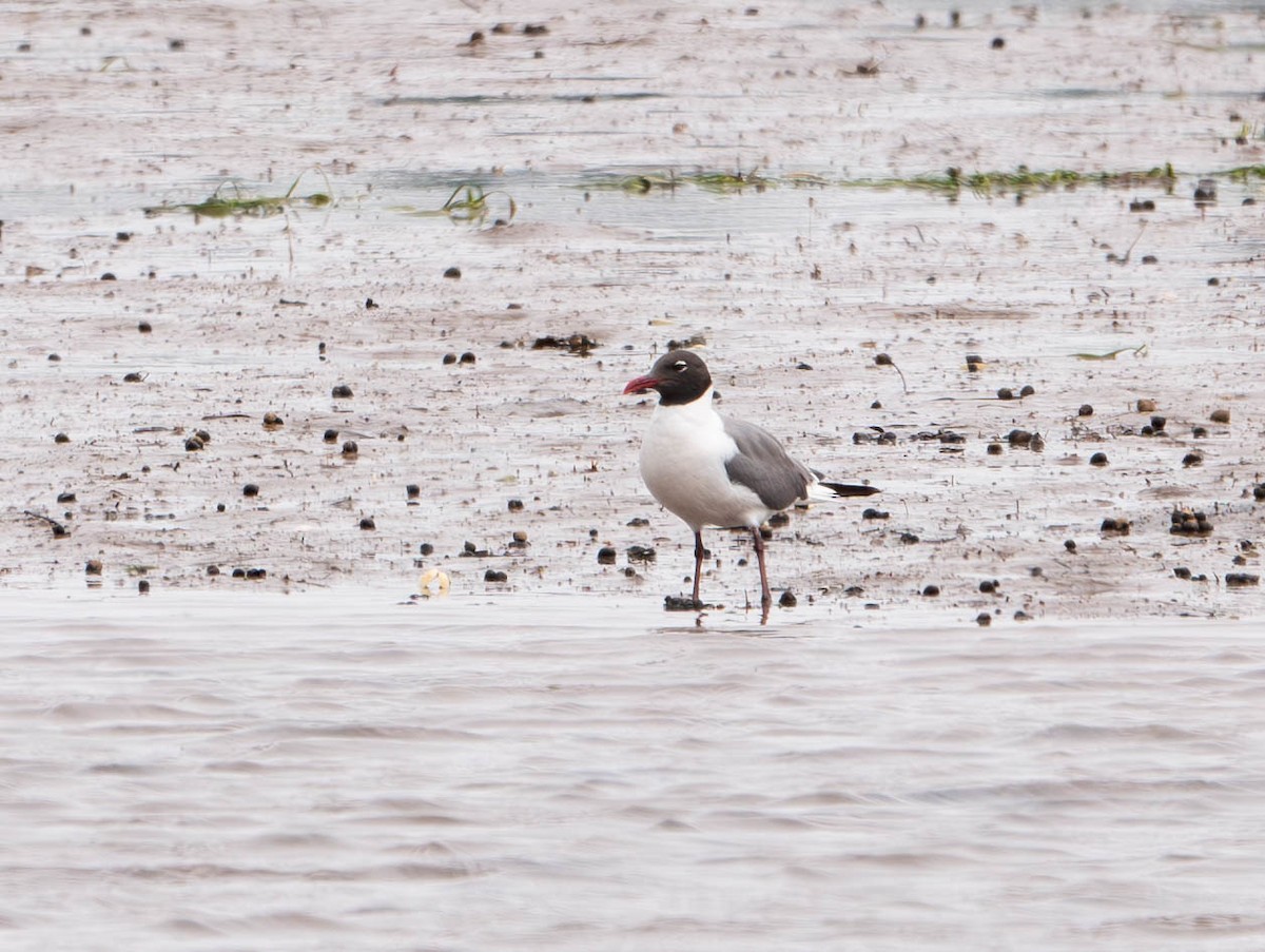 Laughing Gull - ML621577478