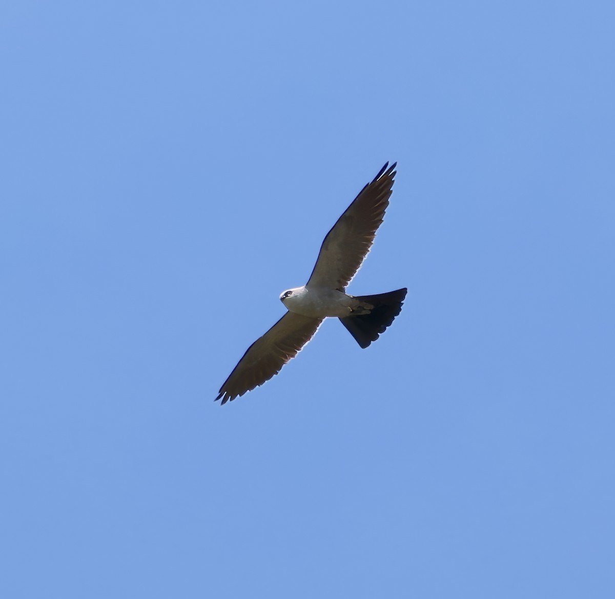Mississippi Kite - ML621577544