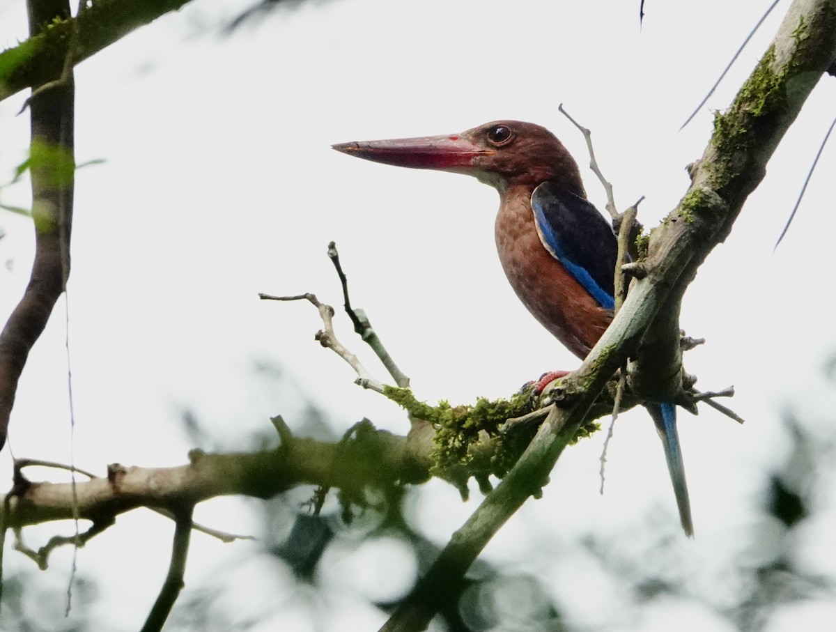 Brown-breasted Kingfisher - ML621577557