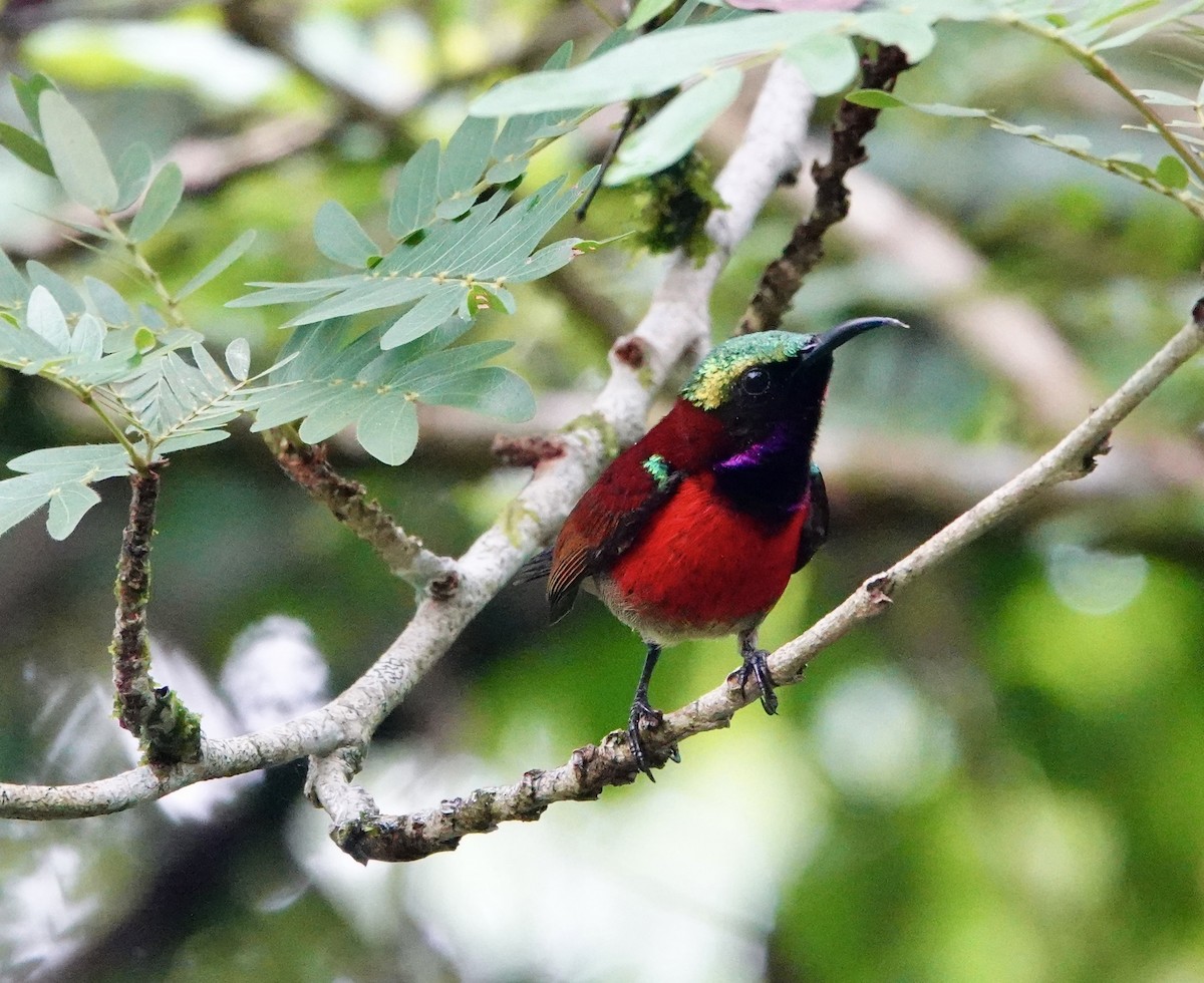 Purple-throated Sunbird - ML621577576