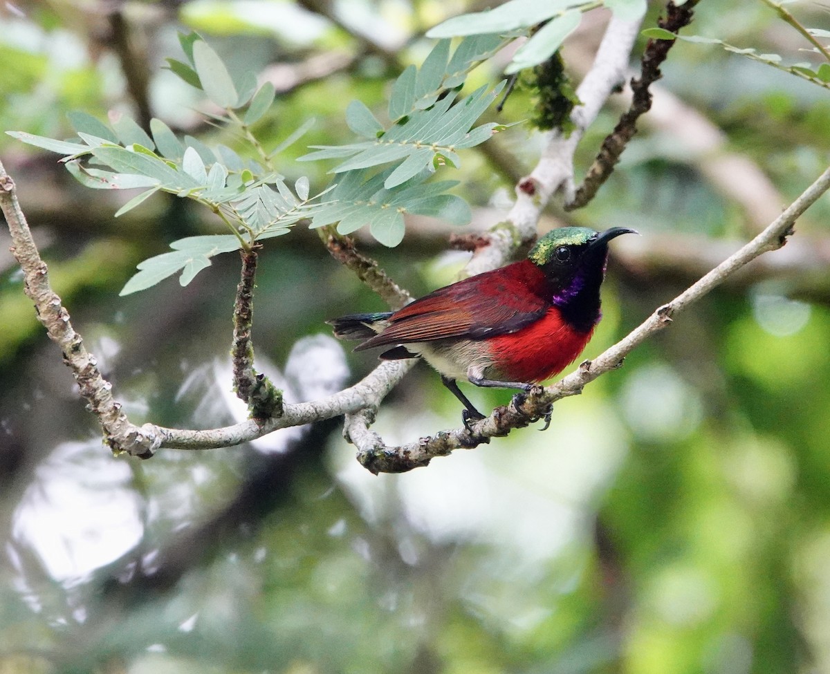 Purple-throated Sunbird - ML621577578