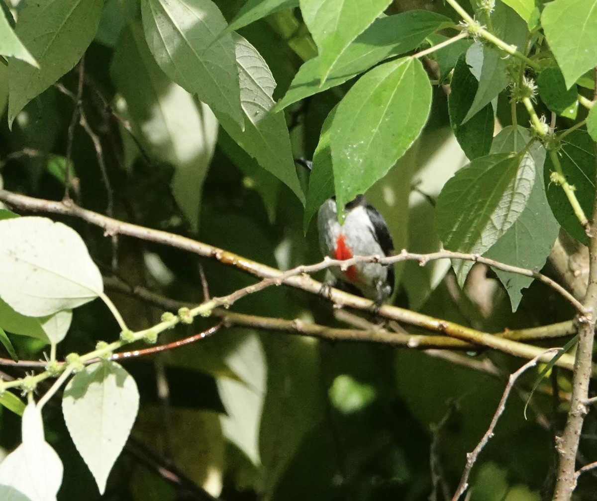 Red-keeled Flowerpecker - ML621577592