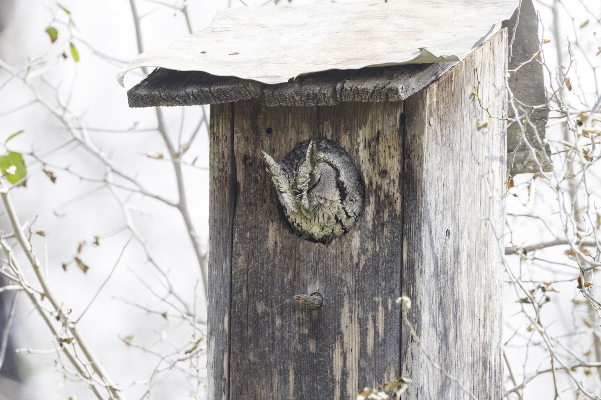 Eastern Screech-Owl (McCall's) - ML621577608