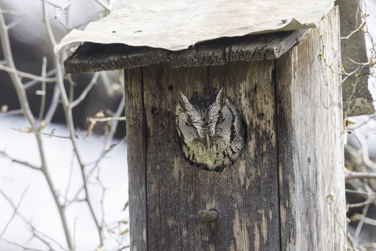Eastern Screech-Owl (McCall's) - ML621577609