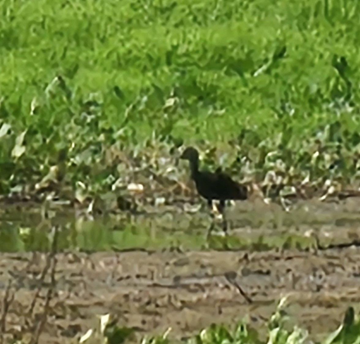 Glossy Ibis - Rick Koval