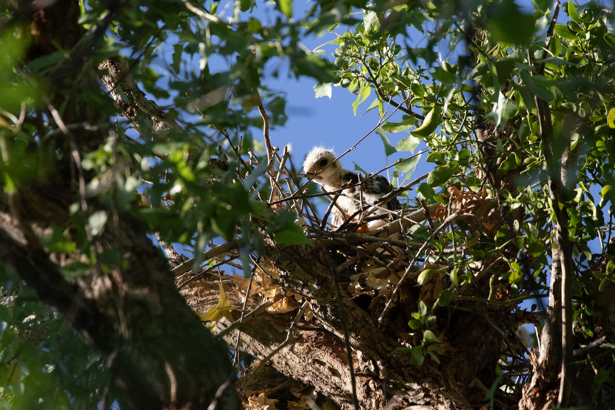 Gray Hawk - ML621577627