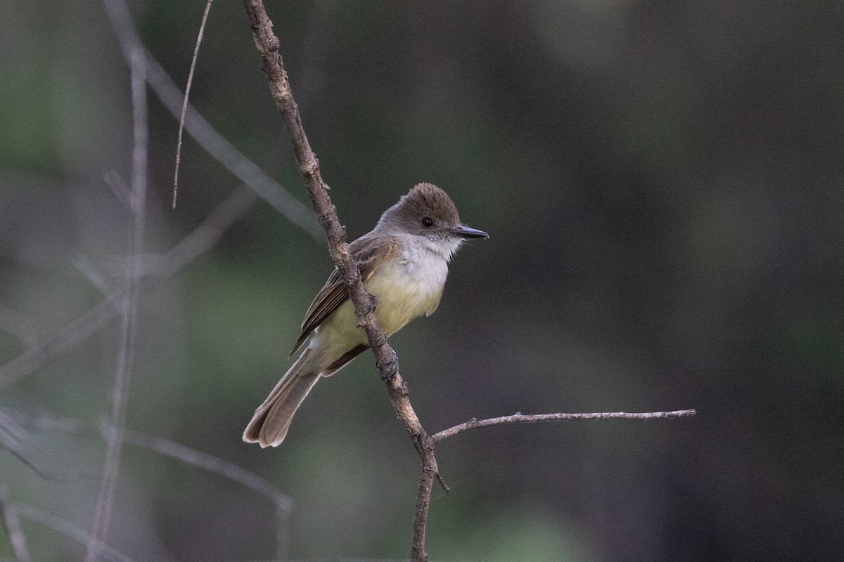 Dusky-capped Flycatcher (olivascens) - ML621577634
