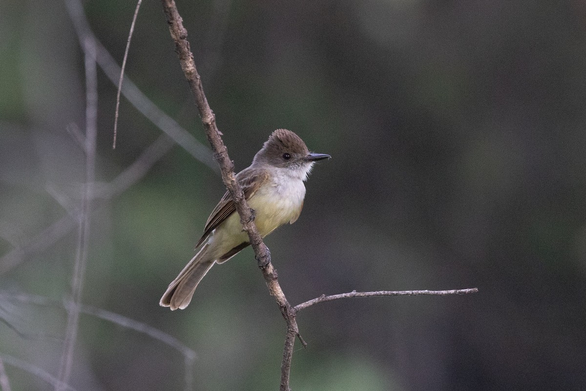 Dusky-capped Flycatcher (olivascens) - ML621577637