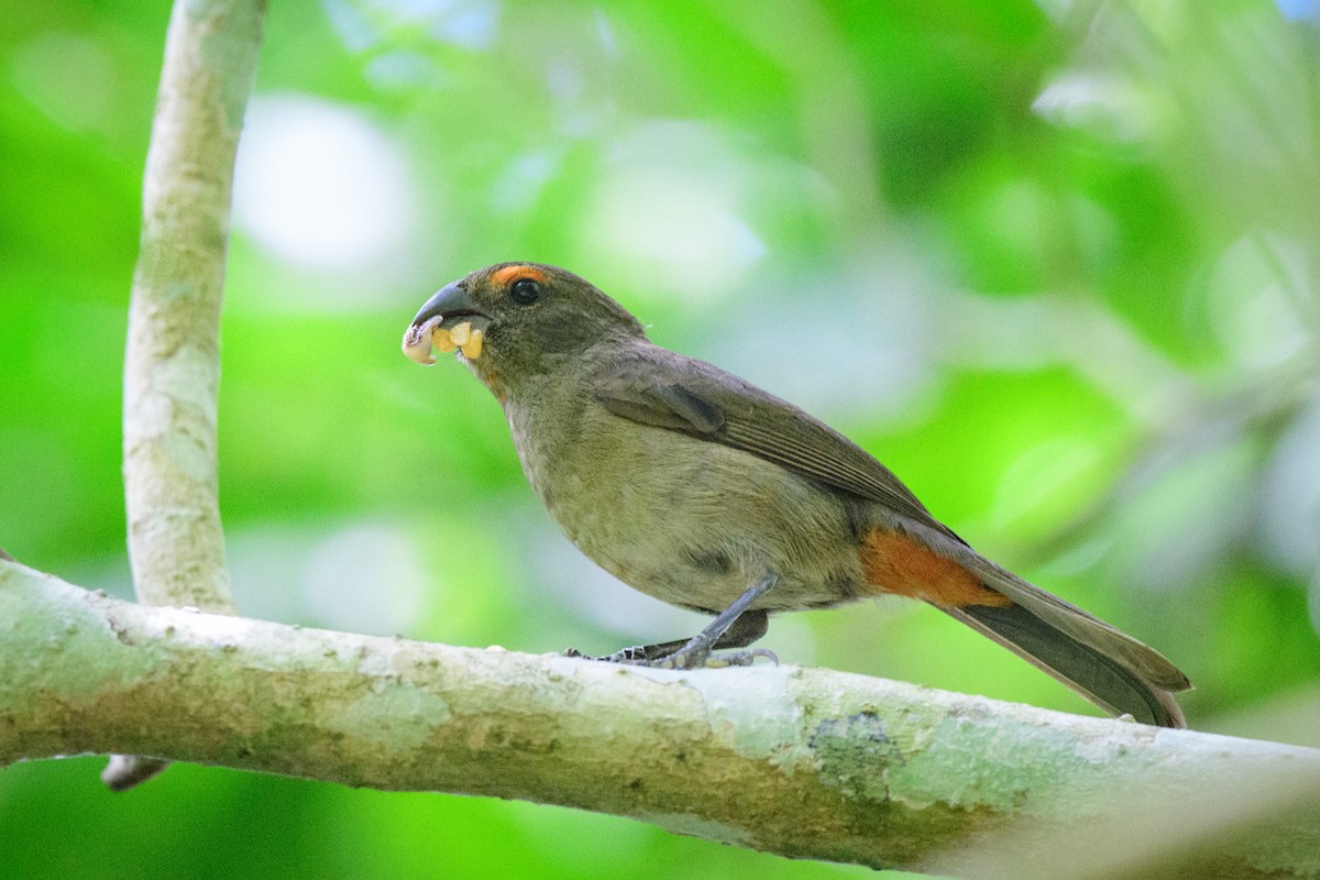 Greater Antillean Bullfinch - John Kuenzli