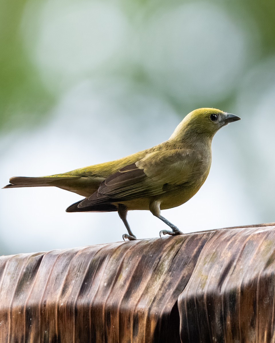 Palm Tanager - ML621577775