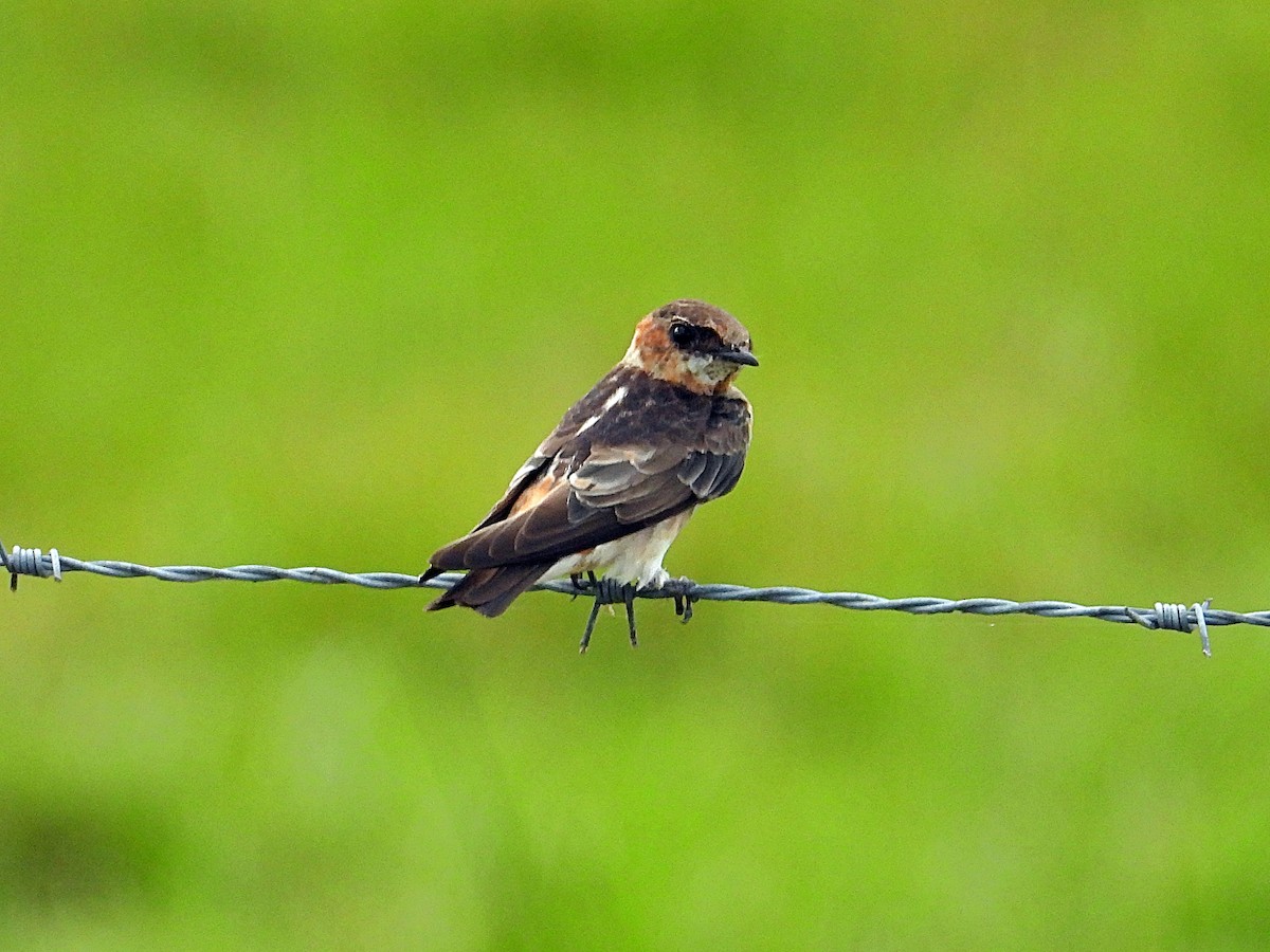 Cave Swallow - ML621577780