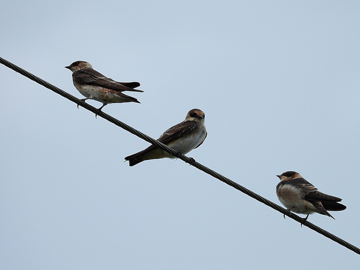 Cave Swallow - ML621577782