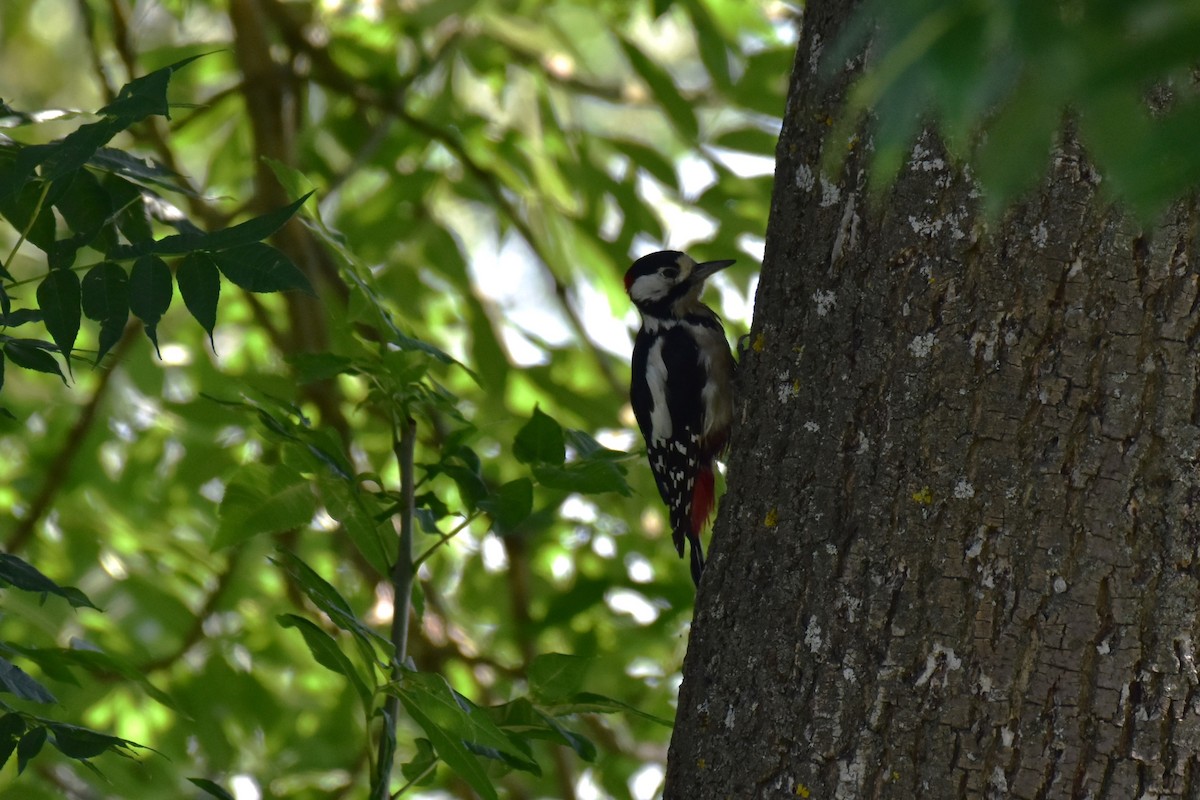 Great Spotted Woodpecker - ML621577783