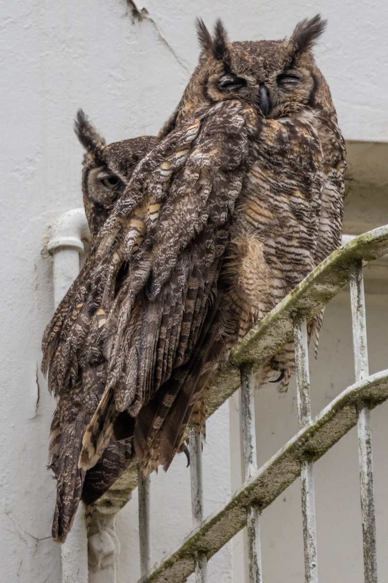 Great Horned Owl - ML621577813