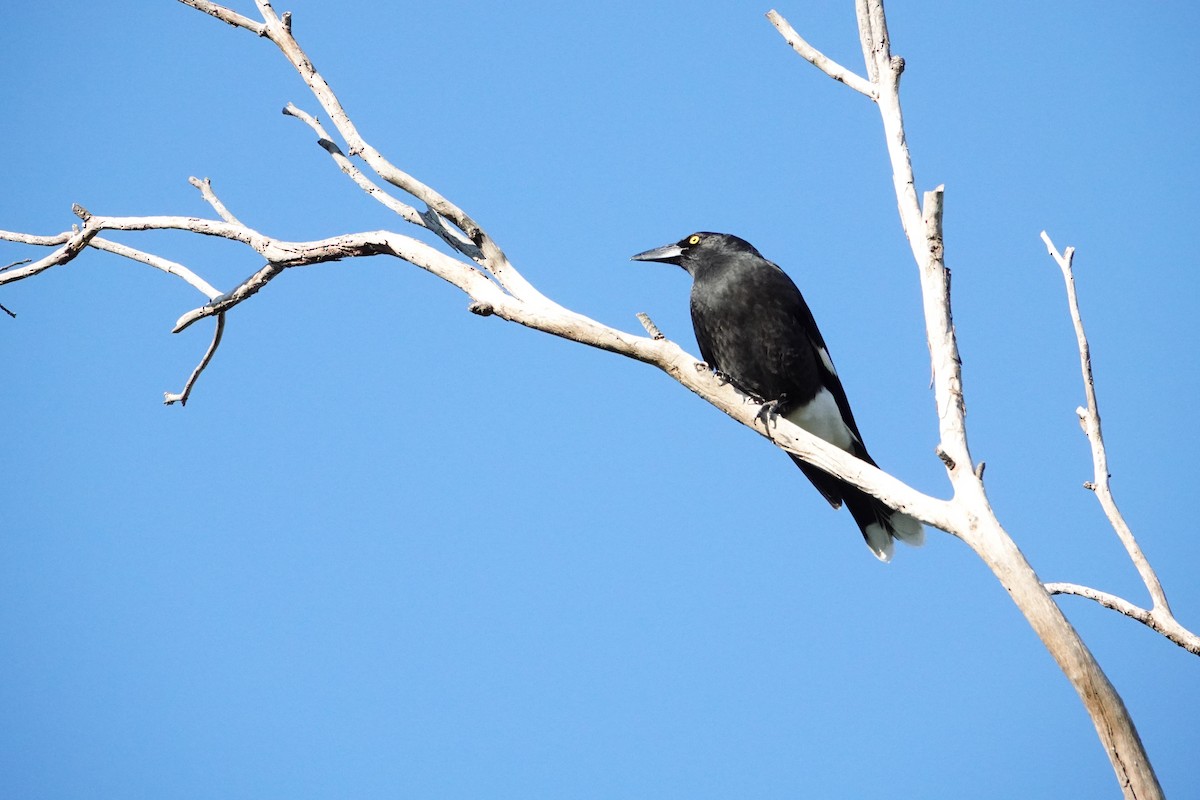 Pied Currawong - ML621577844