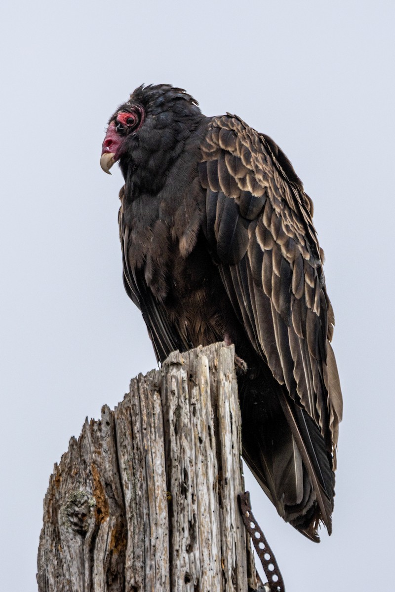 Turkey Vulture - ML621577854
