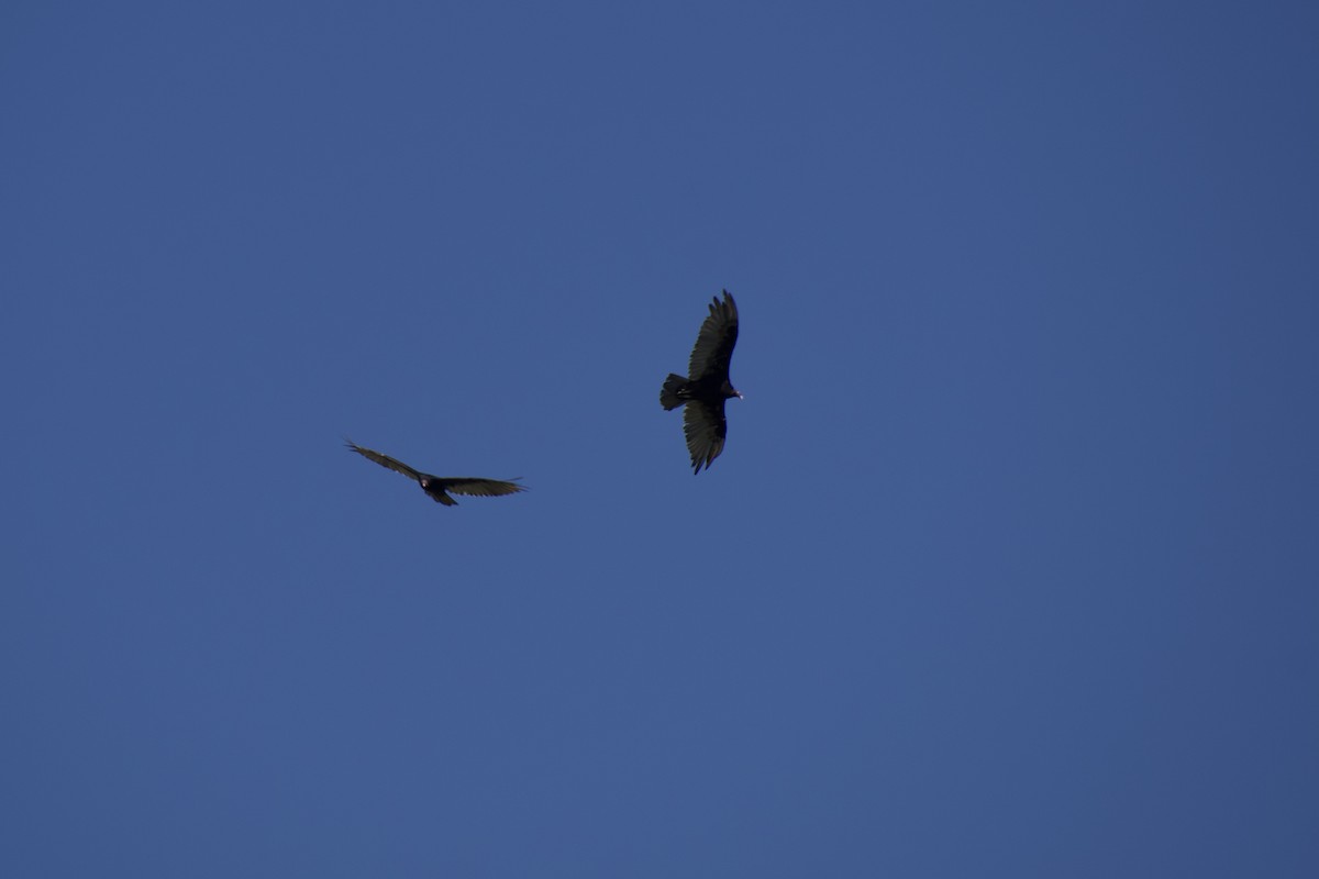 Turkey Vulture - ML621577961