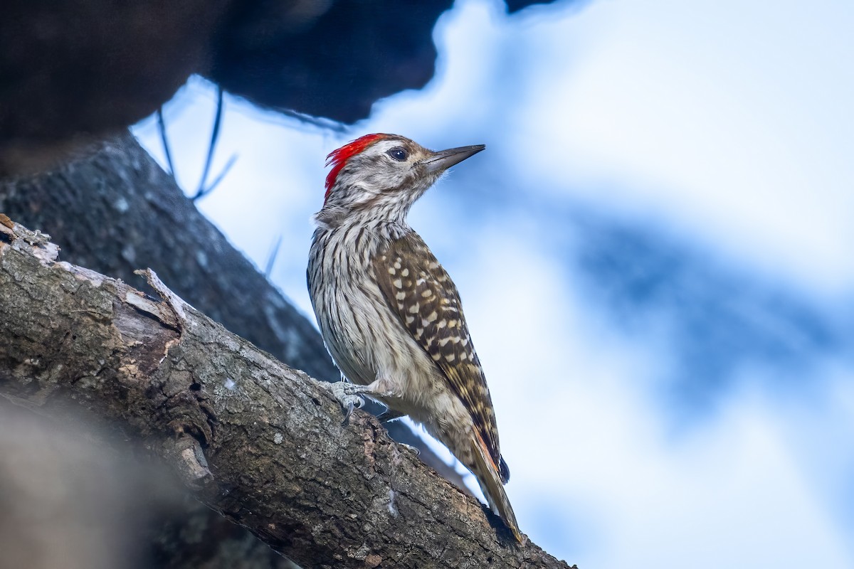 Cardinal Woodpecker - ML621577969