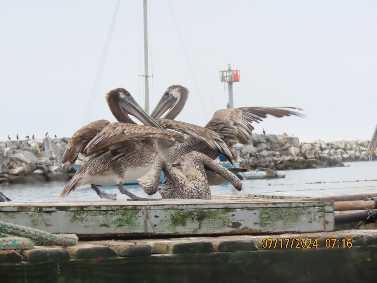 pelikán hnědý - ML621577988