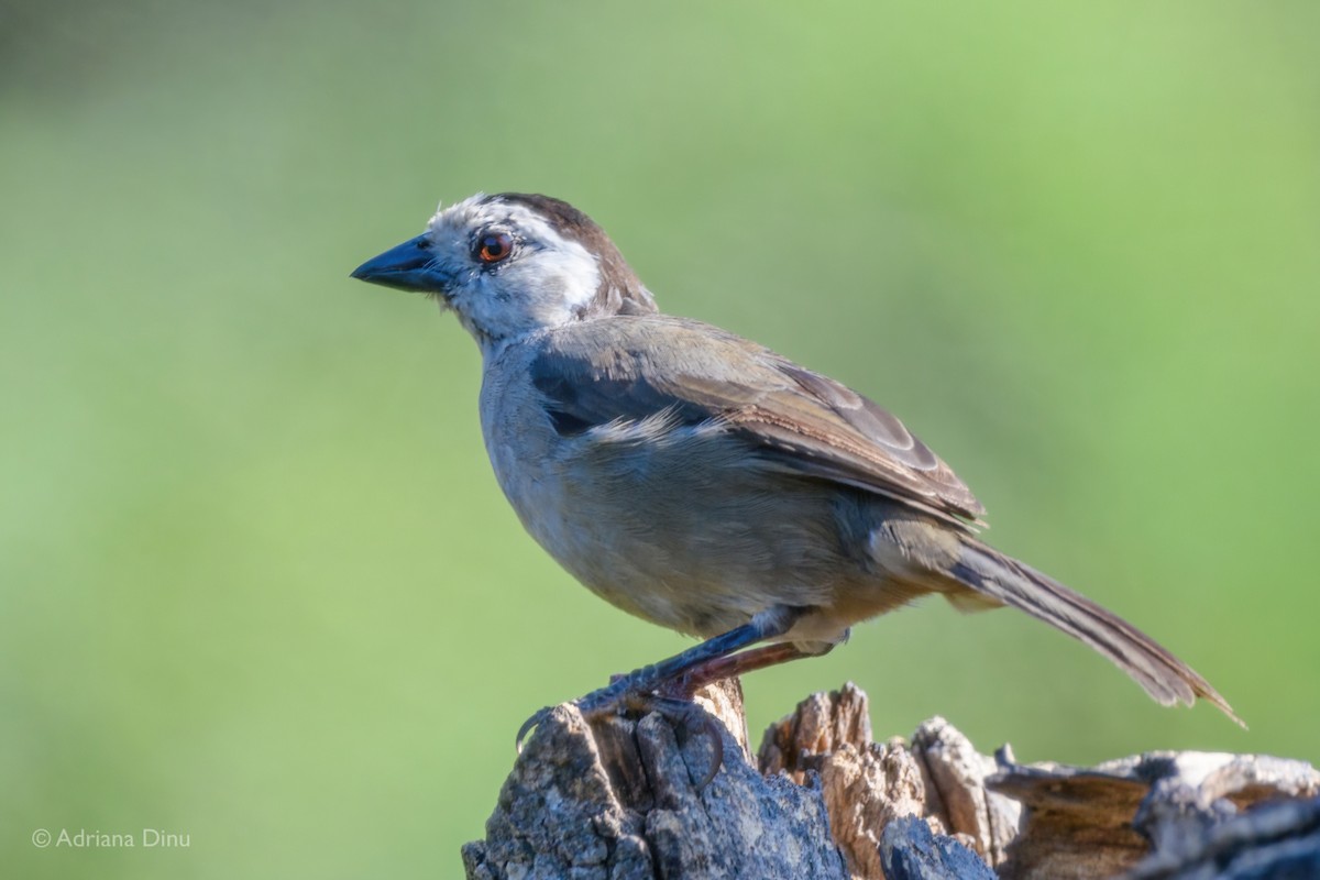 White-headed Brushfinch - ML621577989